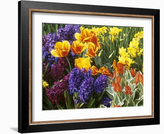 Mixed Flowering Bulbs: Tulips, Narcissi, Hyacinths-Elke Borkowski-Framed Photographic Print