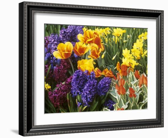 Mixed Flowering Bulbs: Tulips, Narcissi, Hyacinths-Elke Borkowski-Framed Photographic Print