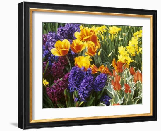 Mixed Flowering Bulbs: Tulips, Narcissi, Hyacinths-Elke Borkowski-Framed Photographic Print