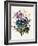 Mixed Flowers-Louise D'Orleans-Framed Giclee Print