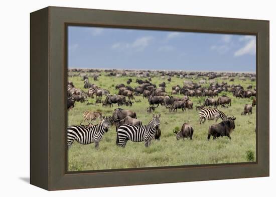 Mixed herd of wildebeest and zebras, Serengeti National Park, Tanzania, Africa-Adam Jones-Framed Premier Image Canvas