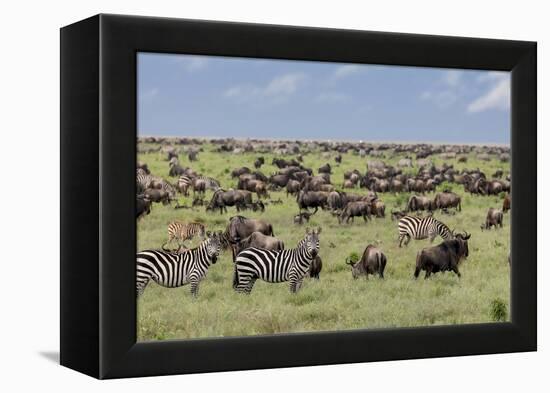 Mixed herd of wildebeest and zebras, Serengeti National Park, Tanzania, Africa-Adam Jones-Framed Premier Image Canvas