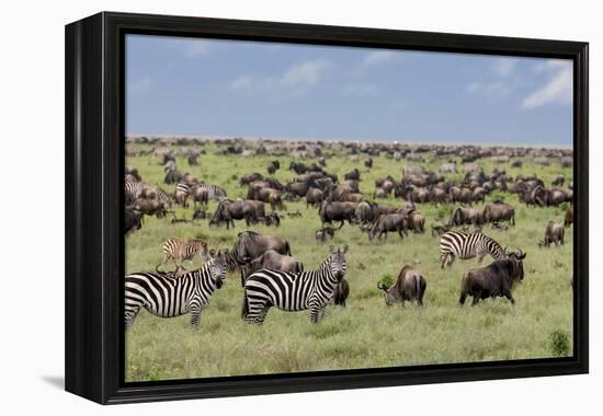 Mixed herd of wildebeest and zebras, Serengeti National Park, Tanzania, Africa-Adam Jones-Framed Premier Image Canvas