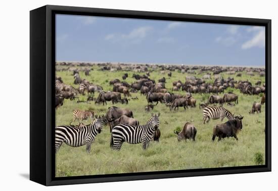 Mixed herd of wildebeest and zebras, Serengeti National Park, Tanzania, Africa-Adam Jones-Framed Premier Image Canvas