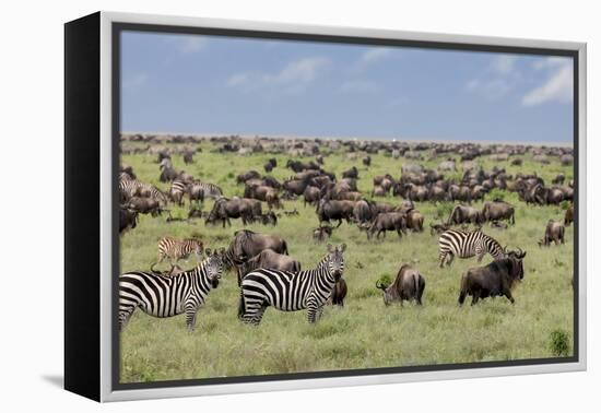 Mixed herd of wildebeest and zebras, Serengeti National Park, Tanzania, Africa-Adam Jones-Framed Premier Image Canvas