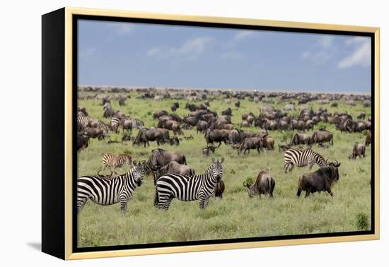 Mixed herd of wildebeest and zebras, Serengeti National Park, Tanzania, Africa-Adam Jones-Framed Premier Image Canvas