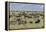 Mixed herd of wildebeest and zebras, Serengeti National Park, Tanzania, Africa-Adam Jones-Framed Premier Image Canvas