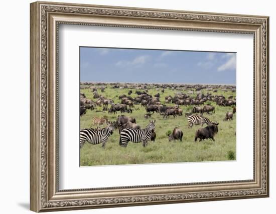 Mixed herd of wildebeest and zebras, Serengeti National Park, Tanzania, Africa-Adam Jones-Framed Photographic Print