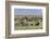 Mixed herd of wildebeest and zebras, Serengeti National Park, Tanzania, Africa-Adam Jones-Framed Photographic Print