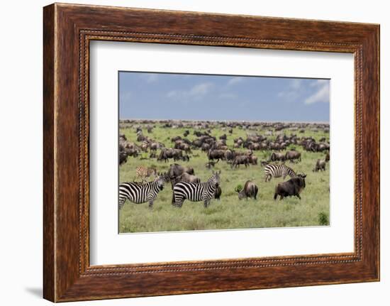 Mixed herd of wildebeest and zebras, Serengeti National Park, Tanzania, Africa-Adam Jones-Framed Photographic Print