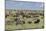 Mixed herd of wildebeest and zebras, Serengeti National Park, Tanzania, Africa-Adam Jones-Mounted Photographic Print