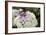 Mixed Hydrangea Flowers-Archie Young-Framed Photographic Print