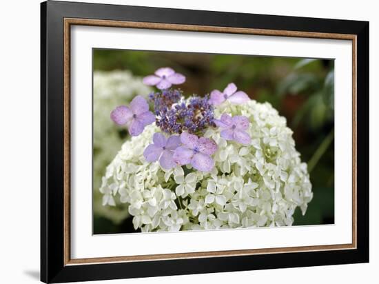 Mixed Hydrangea Flowers-Archie Young-Framed Photographic Print