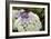 Mixed Hydrangea Flowers-Archie Young-Framed Photographic Print