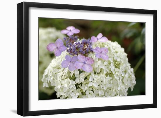 Mixed Hydrangea Flowers-Archie Young-Framed Photographic Print