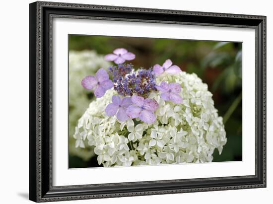 Mixed Hydrangea Flowers-Archie Young-Framed Photographic Print