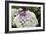 Mixed Hydrangea Flowers-Archie Young-Framed Photographic Print