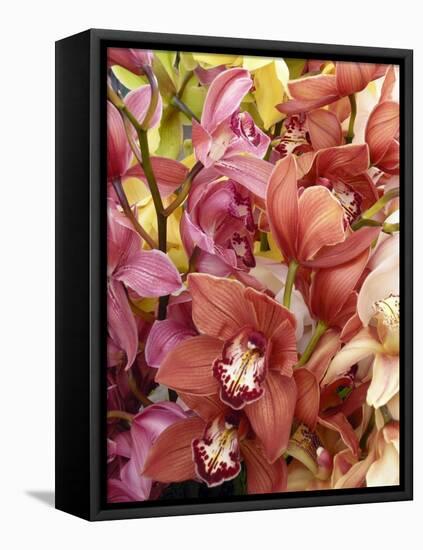 Mixed Orchids-Tony Craddock-Framed Premier Image Canvas