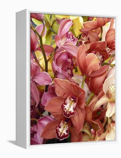 Mixed Orchids-Tony Craddock-Framed Premier Image Canvas