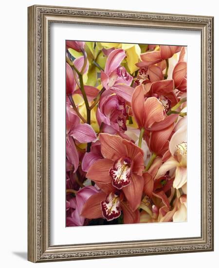 Mixed Orchids-Tony Craddock-Framed Photographic Print