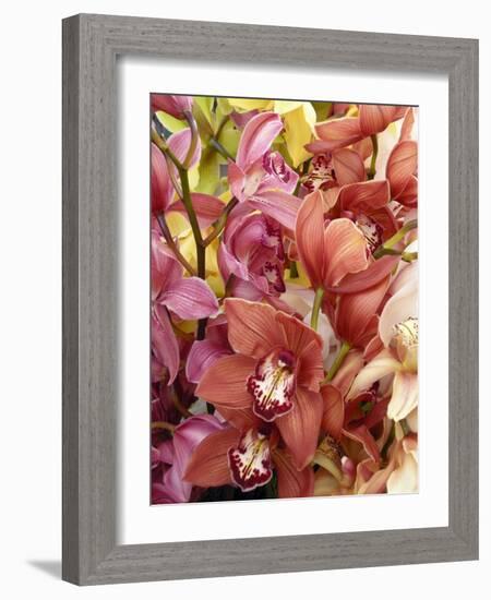 Mixed Orchids-Tony Craddock-Framed Photographic Print