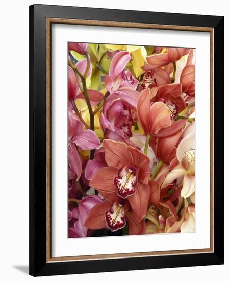 Mixed Orchids-Tony Craddock-Framed Photographic Print