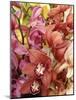 Mixed Orchids-Tony Craddock-Mounted Photographic Print