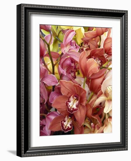 Mixed Orchids-Tony Craddock-Framed Photographic Print