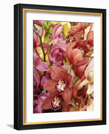 Mixed Orchids-Tony Craddock-Framed Photographic Print