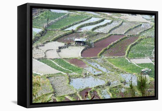 Mixed Paddy Fields Growing Vegetables under Highly Efficient Jhum System of Slash and Burn, India-Annie Owen-Framed Premier Image Canvas