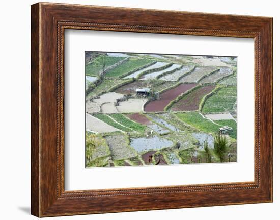 Mixed Paddy Fields Growing Vegetables under Highly Efficient Jhum System of Slash and Burn, India-Annie Owen-Framed Photographic Print