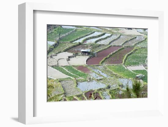 Mixed Paddy Fields Growing Vegetables under Highly Efficient Jhum System of Slash and Burn, India-Annie Owen-Framed Photographic Print