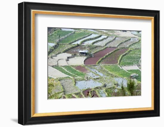 Mixed Paddy Fields Growing Vegetables under Highly Efficient Jhum System of Slash and Burn, India-Annie Owen-Framed Photographic Print