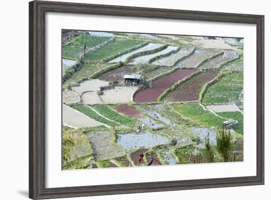 Mixed Paddy Fields Growing Vegetables under Highly Efficient Jhum System of Slash and Burn, India-Annie Owen-Framed Photographic Print