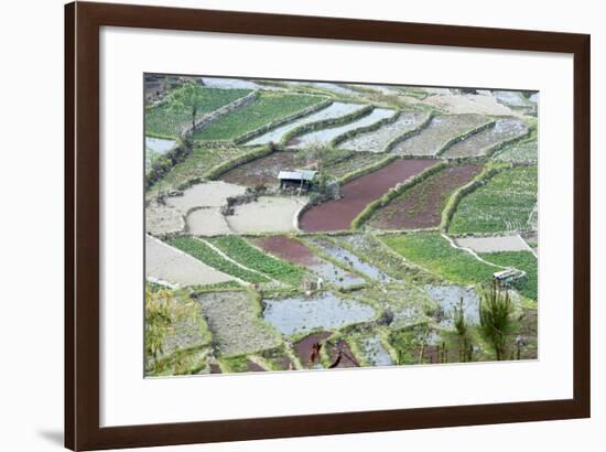 Mixed Paddy Fields Growing Vegetables under Highly Efficient Jhum System of Slash and Burn, India-Annie Owen-Framed Photographic Print