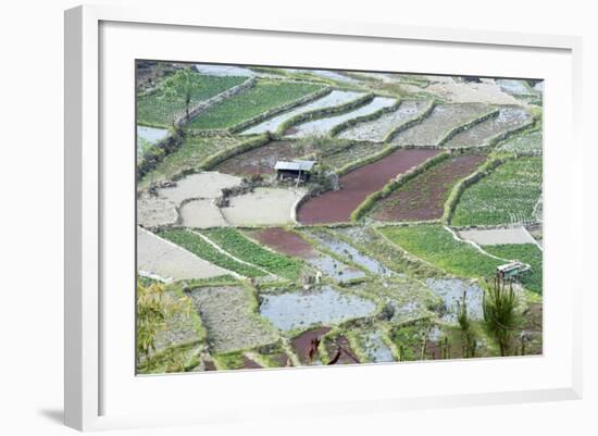 Mixed Paddy Fields Growing Vegetables under Highly Efficient Jhum System of Slash and Burn, India-Annie Owen-Framed Photographic Print