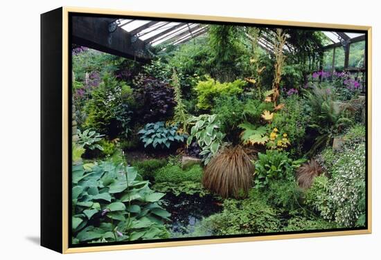Mixed Plants In a Greenhouse-Adrian Thomas-Framed Premier Image Canvas