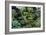 Mixed Plants In a Greenhouse-Adrian Thomas-Framed Photographic Print