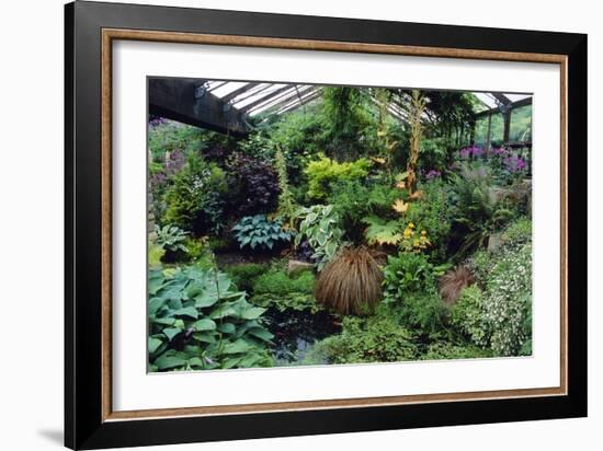 Mixed Plants In a Greenhouse-Adrian Thomas-Framed Photographic Print