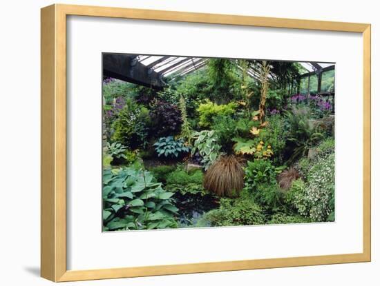 Mixed Plants In a Greenhouse-Adrian Thomas-Framed Photographic Print