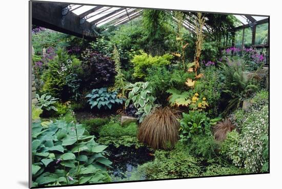 Mixed Plants In a Greenhouse-Adrian Thomas-Mounted Photographic Print