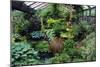 Mixed Plants In a Greenhouse-Adrian Thomas-Mounted Photographic Print