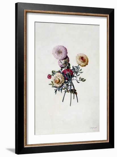 Mixed Ranunculas, C.1743-Georg Dionysius Ehret-Framed Giclee Print