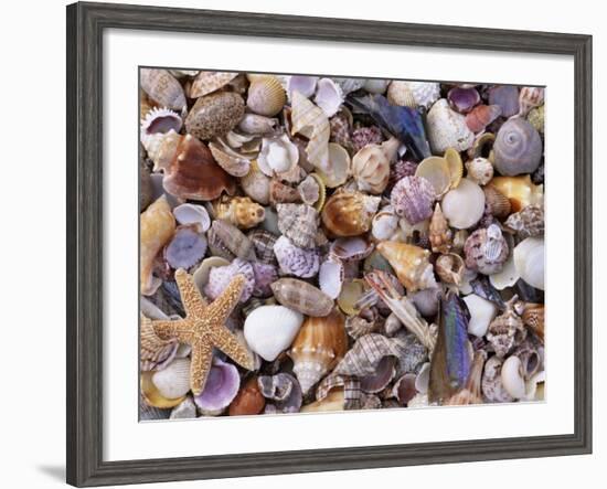 Mixed Sea Shells on Beach, Sarasata, Florida, USA-Lynn M. Stone-Framed Photographic Print