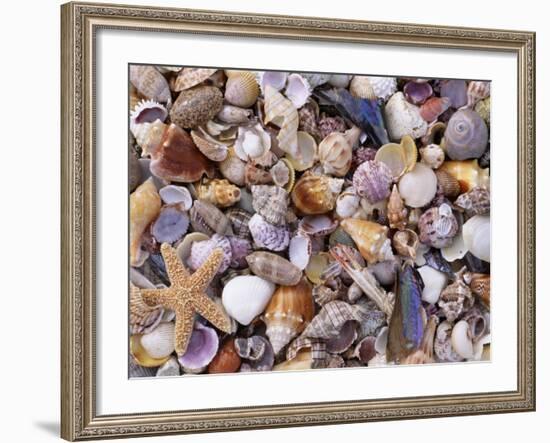 Mixed Sea Shells on Beach, Sarasata, Florida, USA-Lynn M. Stone-Framed Photographic Print