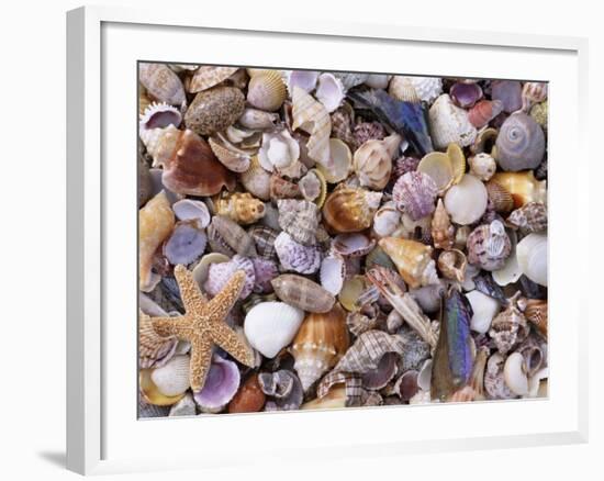 Mixed Sea Shells on Beach, Sarasata, Florida, USA-Lynn M. Stone-Framed Photographic Print