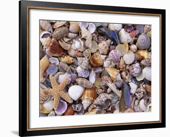 Mixed Sea Shells on Beach, Sarasata, Florida, USA-Lynn M. Stone-Framed Photographic Print