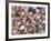 Mixed Sea Shells on Beach, Sarasata, Florida, USA-Lynn M. Stone-Framed Photographic Print