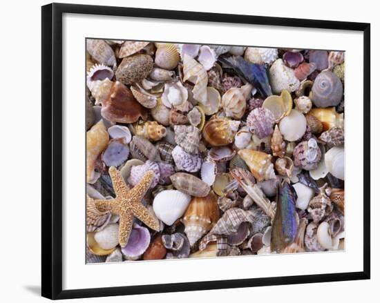 Mixed Sea Shells on Beach, Sarasata, Florida, USA-Lynn M. Stone-Framed Photographic Print