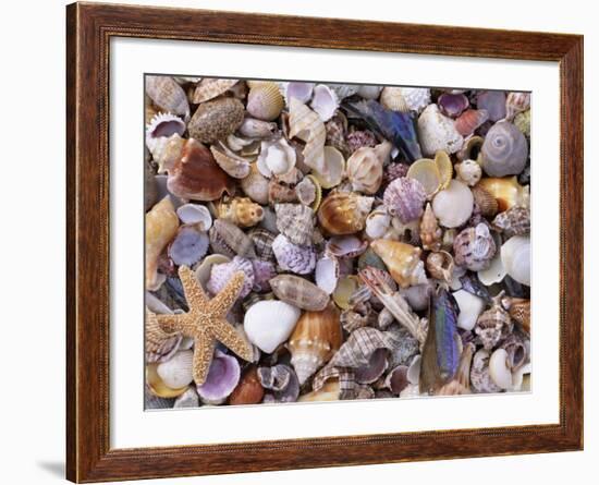 Mixed Sea Shells on Beach, Sarasata, Florida, USA-Lynn M. Stone-Framed Photographic Print